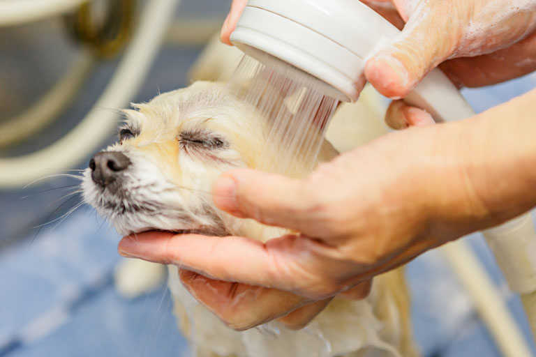 炭酸泉（かけ湯）の様子