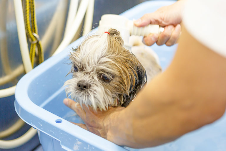 マイクロバブル洗浄の様子