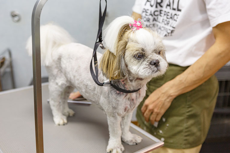 カット後の写真