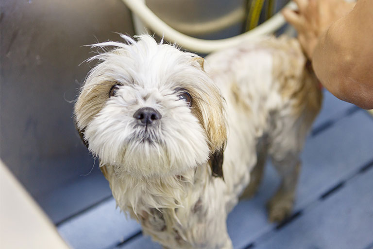 カット前の写真