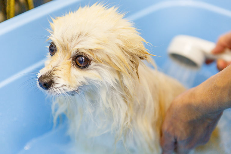 シャンプーコースの様子