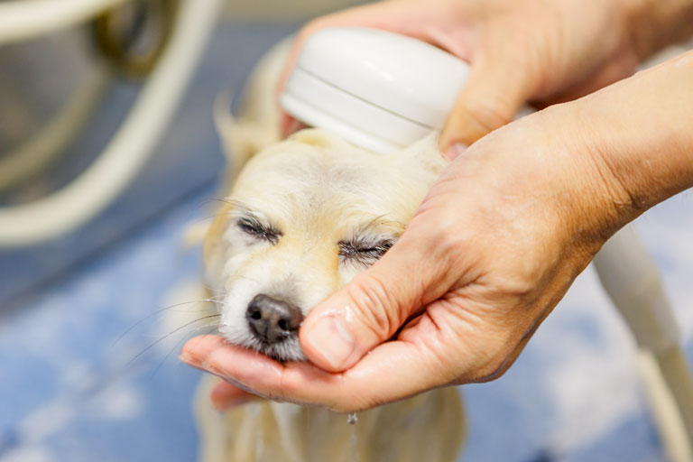 シャンプーマシーン使用中の写真